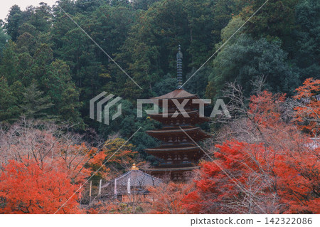 【長谷寺】絢麗的紅色秋葉！奈良深山中寺廟的景色。 142322086