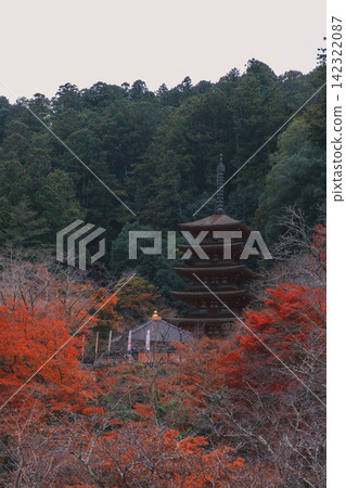 [Hase-dera Temple] Stunningly vibrant red autumn leaves! Scenery of a temple deep in the mountains of Nara. 142322087