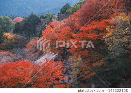 [Hase-dera Temple] Stunningly vibrant red autumn leaves! Scenery of a temple deep in the mountains of Nara. 142322108