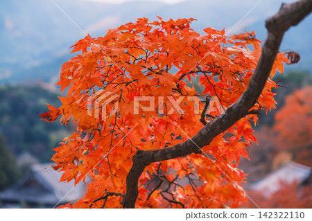 [Hase-dera Temple] Stunningly vibrant red autumn leaves! Scenery of a temple deep in the mountains of Nara. 142322110