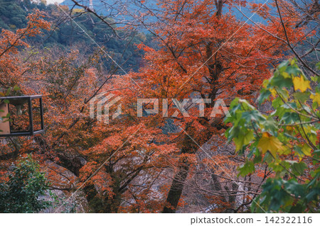 【長谷寺】絢麗的紅色秋葉！奈良深山中寺廟的景色。 142322116