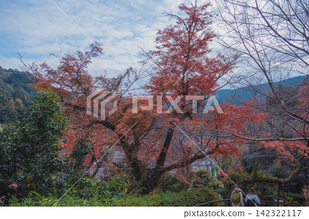 【長谷寺】絢麗的紅色秋葉!奈良深山中寺廟的景色。 【長谷寺】絢麗的紅色秋葉!奈良深山中寺廟的景色。 142322117