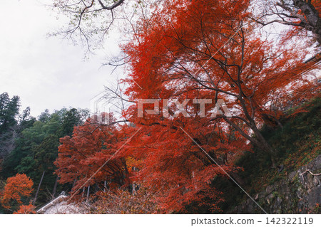 【長谷寺】絢麗的紅色秋葉!奈良深山中寺廟的景色。 【長谷寺】絢麗的紅色秋葉!奈良深山中寺廟的景色。 142322119