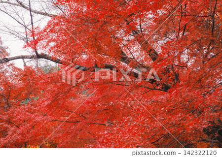 【長谷寺】絢麗的紅色秋葉!奈良深山中寺廟的景色。 【長谷寺】絢麗的紅色秋葉!奈良深山中寺廟的景色。 142322120