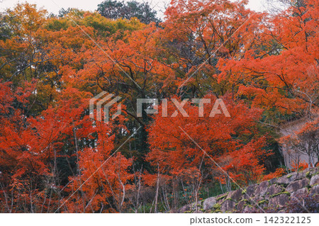[Hase-dera Temple] Stunningly vibrant red autumn leaves! Scenery of a temple deep in the mountains of Nara. 142322125