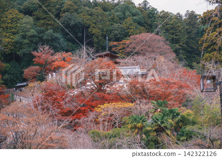 【長谷寺】絢麗的紅色秋葉!奈良深山中寺廟的景色。 【長谷寺】絢麗的紅色秋葉!奈良深山中寺廟的景色。 142322126