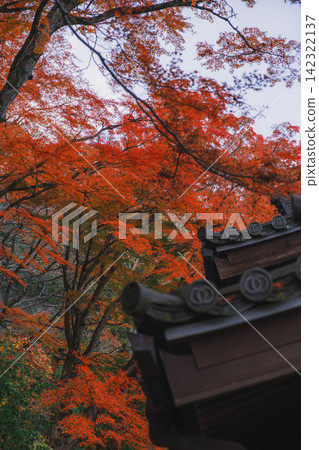 【長谷寺】絢麗的紅色秋葉!奈良深山中寺廟的景色。 【長谷寺】絢麗的紅色秋葉!奈良深山中寺廟的景色。 142322137