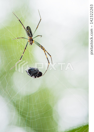 Insects caught in a spiderweb and a golden orb-weaver spider Insects caught in a spiderweb and a golden orb-weaver spider 142322263