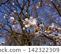 Yoshino cherry blossoms blooming in a neighborhood park in spring 142322309