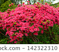 Mountain azaleas in full bloom in the mountains 142322310