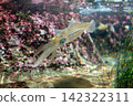 A rare sight: a swimming bigfin reef squid. 142322311