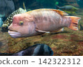 Asian sheepshead wrasse swimming in an aquarium 142322312