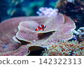 An anemone fish hiding in sea anemones 142322313