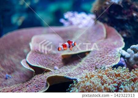 掩藏在海葵的一條銀蓮花屬魚 掩藏在海葵的一條銀蓮花屬魚 142322313