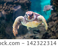 A sea turtle swimming gracefully 142322314