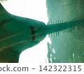 A sawfish viewed from below 142322315