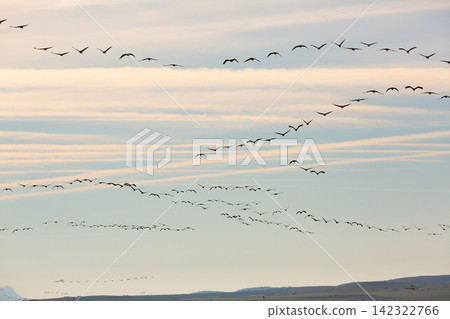Flock of cranes flying in sky Flock of cranes flying in sky 142322766