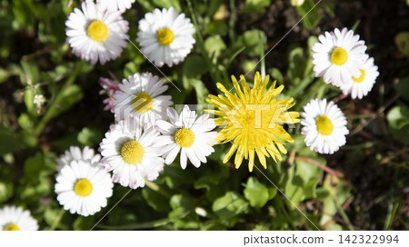 [Aspect Ratio Change] Field of dandelions and daisies in bloom at Goryokaku Park, Hakodate 142322994