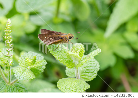 A cute skipper butterfly perched on a leaf. A cute skipper butterfly perched on a leaf. 142323005