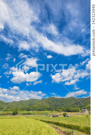 Kyoto Sagano: Summer rural scenery Kyoto Sagano: Summer rural scenery 142323040