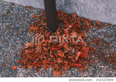 [Itami Sky Park] A park adjacent to Itami Airport! A scene of autumn leaves falling to the ground. 142323069