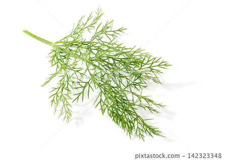 bundle of Green Fennel Leaves Close Up bundle of Green Fennel Leaves Close Up 142323348
