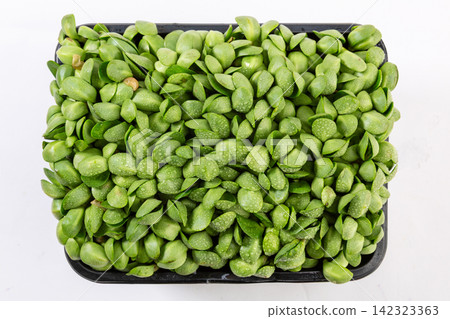 fresh Green Pea Shoots Sprouts Microgreens fresh Green Pea Shoots Sprouts Microgreens 142323363