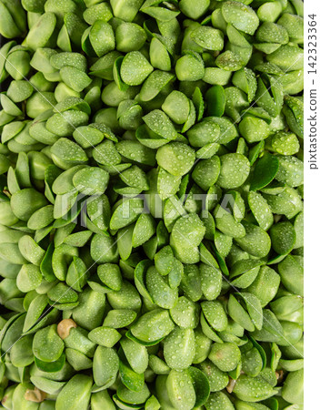 fresh Green Pea Shoots Sprouts Microgreens 142323364