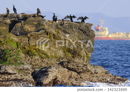 城島海岬是日本鸕鶿的棲息地，一艘船隻在離岸航行，更添幾分雅緻。 142323899