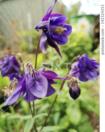 Purple Columbine. Close-up of delicate Columbine flowers in the garden Purple Columbine. Close-up of delicate Columbine flowers in the garden 142324351