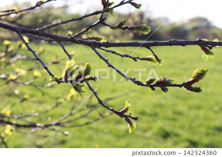 Spring branches with blossoming buds against the background of a blurred green meadow. Spring branches with blossoming buds against the background of a blurred green meadow. 142324360