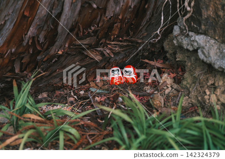 [Katsuoji Temple] A temple famous for its Daruma dolls, located deep in the mountains of Osaka! A scene adorned with adorable Daruma dolls. 142324379