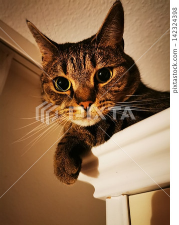A curious tabby cat lying on the corner of a closet under the ceiling A curious tabby cat lying on the corner of a closet under the ceiling 142324398