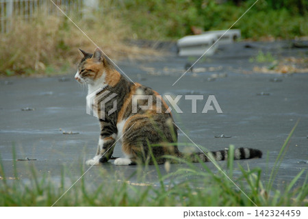 Tabby and white cat on a concrete road Tabby and white cat on a concrete road 142324459