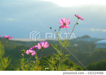 Mountain range and cosmos-covered hills Mountain range and cosmos-covered hills 142324486