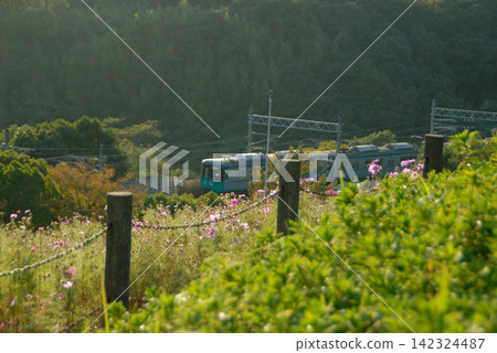 Electrified railway line with blooming flowers and forests Electrified railway line with blooming flowers and forests 142324487