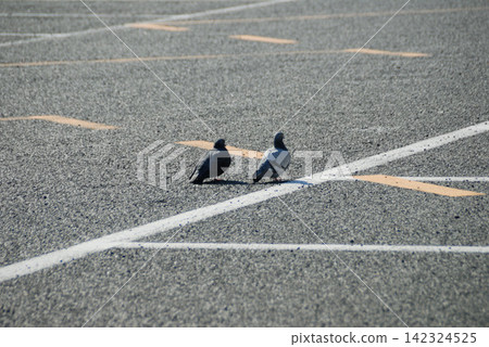 Two pigeons standing on an asphalt road. Two pigeons standing on an asphalt road. 142324525