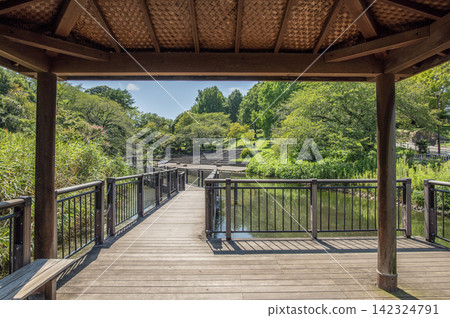 神奈川縣橫濱市港北區岸根公園,夏季 神奈川縣橫濱市港北區岸根公園,夏季 142324791