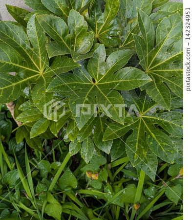 翠綠的八角金盤葉片上掛著水珠 翠綠的八角金盤葉片上掛著水珠 142324951