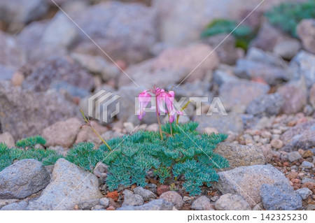 The delicate pink flowers of the alpine plant *Dicentra peregrina* bloom in the rocky area. The delicate pink flowers of the alpine plant *Dicentra peregrina* bloom in the rocky area. 142325230