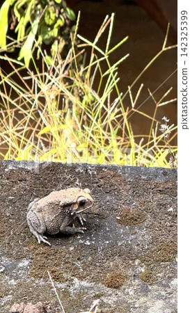 Brown toad resting on mossy concrete wall beside sunlit grass, textured skin, warty body, natural outdoor habitat, soft background contrast, wildlife close view Brown toad resting on mossy concrete wall beside sunlit grass, textured skin, warty body, natural outdoor habitat, soft background contrast, wildlife close view 142325399