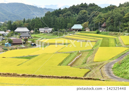 隨著收割季節的臨近，稻田漸漸變成金黃色。 142325448