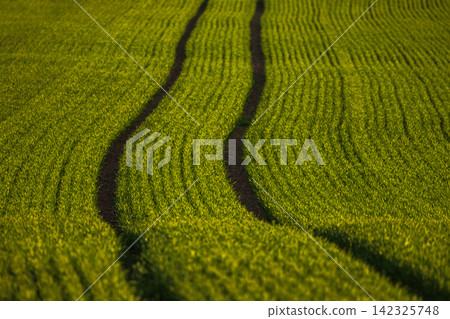 Rolling green wheat field with tractor tracks under golden sunlight across gentle hill, with wheat, field, track, tractor detail, showing rows, green, crop, agriculture context Rolling green wheat field with tractor tracks under golden sunlight across gentle hill, with wheat, field, track, tractor detail, showing rows, green, crop, agriculture context 142325748
