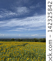 Summer sunflower field (Kurobe Ranch Makiba no Kaze, Kurobe City, Toyama Prefecture; photo taken in August) 142325842