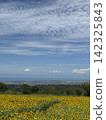 Summer sunflower field (Kurobe Ranch Makiba no Kaze, Kurobe City, Toyama Prefecture; photo taken in August) 142325843