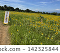Summer sunflower field (Kurobe Ranch Makiba no Kaze, Kurobe City, Toyama Prefecture; photo taken in August) 142325844