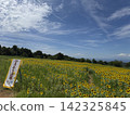 Summer sunflower field (Kurobe Ranch Makiba no Kaze, Kurobe City, Toyama Prefecture; photo taken in August) 142325845