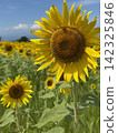 Summer sunflower field (Kurobe Ranch Makiba no Kaze, Kurobe City, Toyama Prefecture; photo taken in August) 142325846