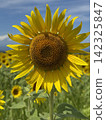 Summer sunflower field (Kurobe Ranch Makiba no Kaze, Kurobe City, Toyama Prefecture; photo taken in August) 142325847