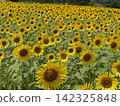 Summer sunflower field (Kurobe Ranch Makiba no Kaze, Kurobe City, Toyama Prefecture; photo taken in August) 142325848